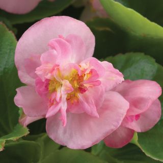 Fiona Pink Begonia Thumbnail